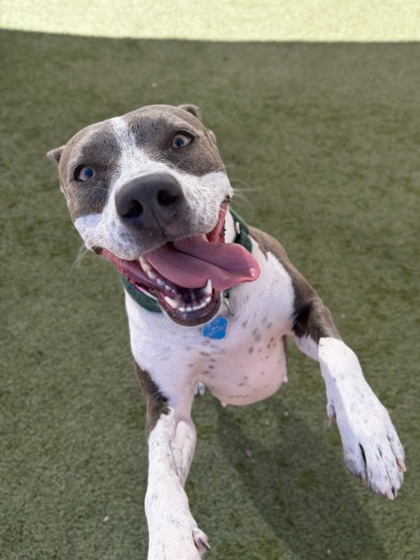 Foster pet: Katie